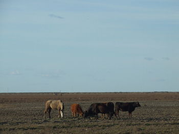 Horses grazing on field against sky