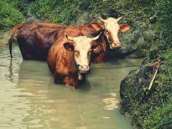 View of cow drinking water