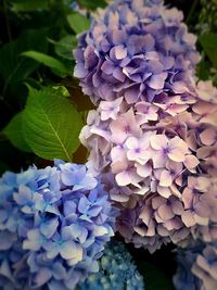 Close-up of purple flowers blooming