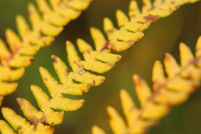 Close-up of fern