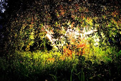 View of trees at night