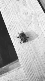 High angle view of housefly on table