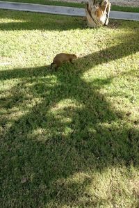 Dog on grass