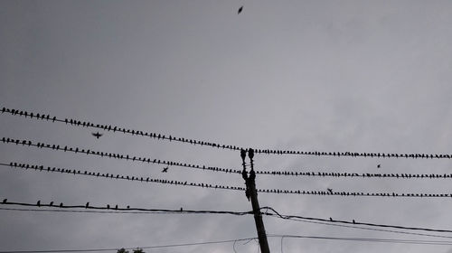 Low angle view of birds perching on cable against sky