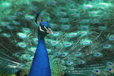 Close-up of peacock