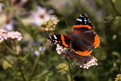 Close-up of butterfly pollinating on flowers