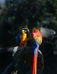 Close-up of parrot perching on tree