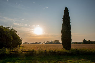 Trees on field against sky during sunset