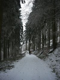 Trees in forest during winter