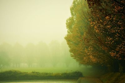 Scenic view of trees in foggy weather