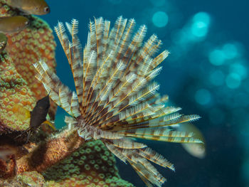 Sabellastarte magnifica