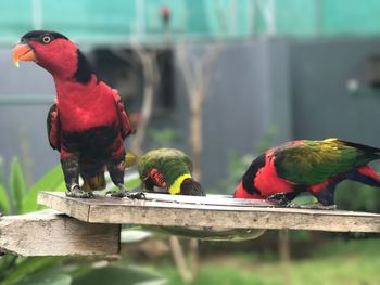 Close-up of parrot perching on wood