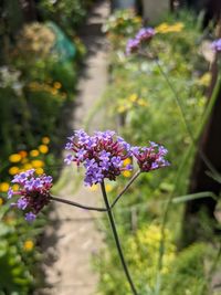 Close-up of purple flowering plant