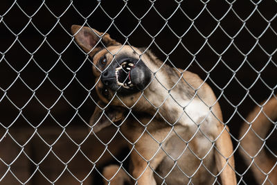 View of a cat in cage at zoo