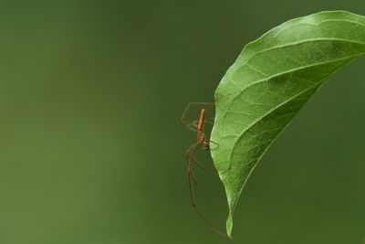 Close-up of insect on leaf