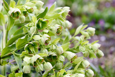 Close-up of fruits growing on plant