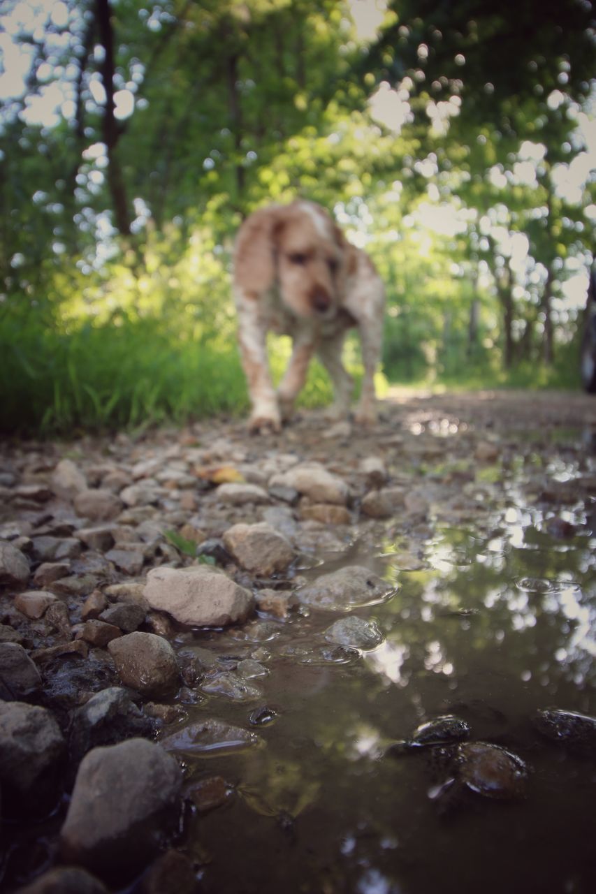 water, tree, nature, rock - object, lifestyles, leisure activity, full length, day, leaf, tranquility, outdoors, standing, stone - object, forest, dog, reflection, stone, sitting