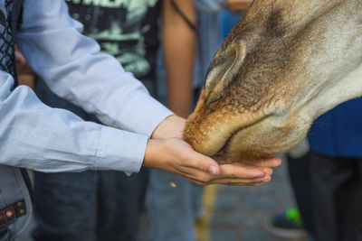 Close-up of man stroking animal