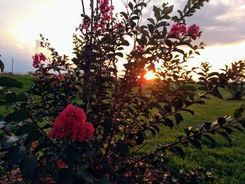 Flowering plants on field against sky during sunset