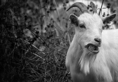 Close-up portrait of sheep on field