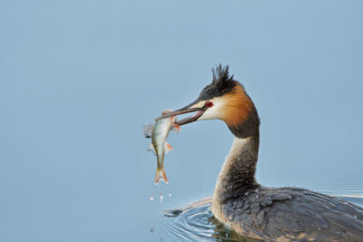 Duck swimming in lake against sky