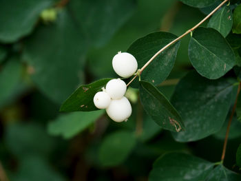 Close-up of white flowering plant