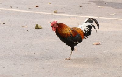 View of a bird on land