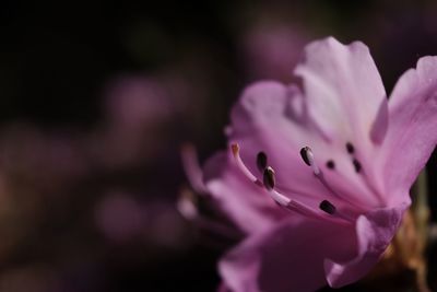 Close-up of pink flower