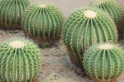 Close-up of succulent plant