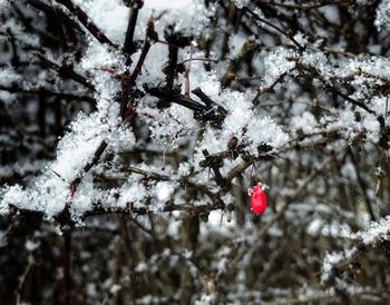 Close-up of frozen cherry tree