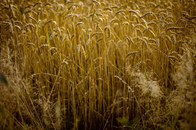 Full frame shot of crops on field