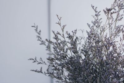 Low angle view of plants against sky during winter