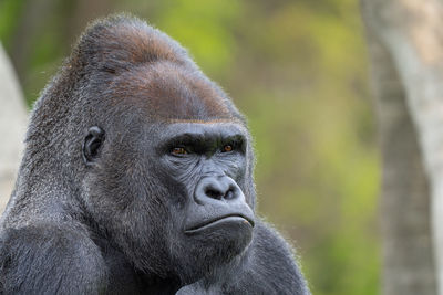 Close-up portrait of a monkey