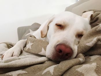 Close-up of dog relaxing at home