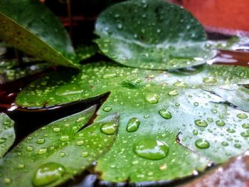 Close-up of water drops on leaf