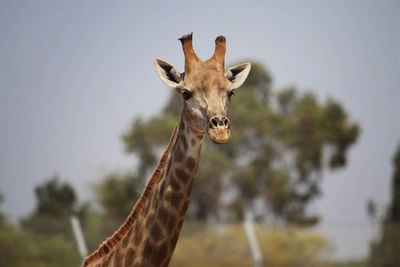 Low angle portrait of giraffe standing on tree against sky