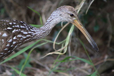 Close-up of a bird