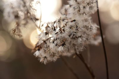 Close-up of wilted flower plant