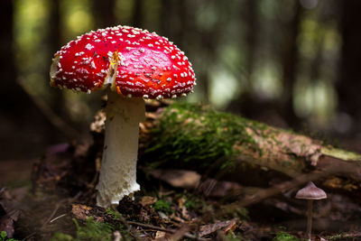 Close-up of fly agaric mushroom