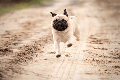 Portrait of dog running on dirt road