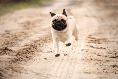 Portrait of a dog running on the ground