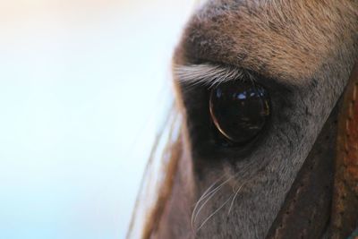 Close-up of a dog