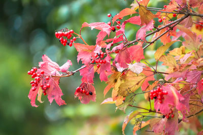 Close-up of berries on tree