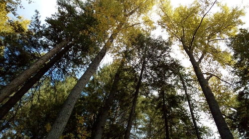 Low angle view of trees against sky