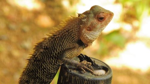 Close-up of lizard