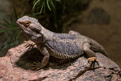 Close-up of bearded dragon on rock