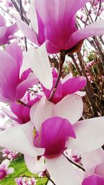 Close-up of pink flowers