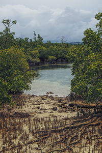 Scenic view of river amidst trees against sky