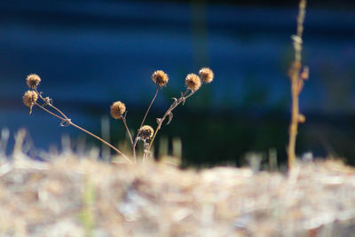 Close-up of flowering plant on field