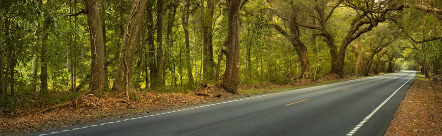 Empty road amidst trees in forest